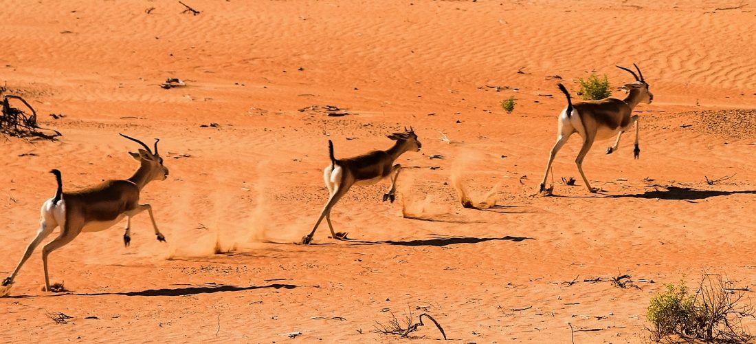 Empty Quarter Desert,  United Arab Emirates